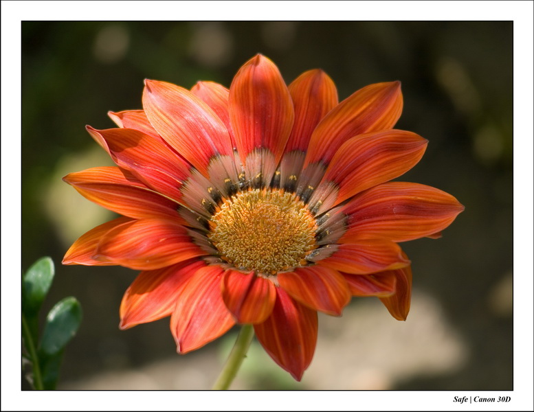 2006 - 05 - Jardin - 02